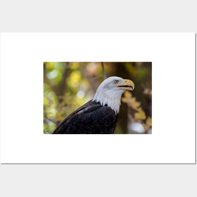 Bald Eagle Wall Art by gdb2